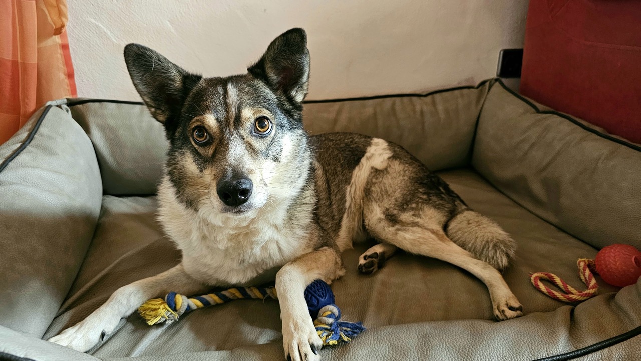 Hotel mit Hund in Obeammergau - Hotel Fux